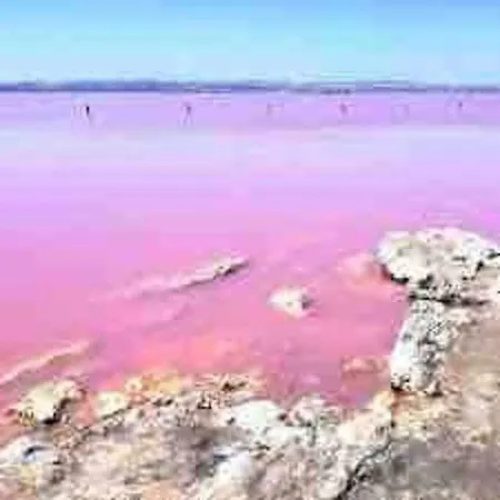 Lejlighed Pink Salt